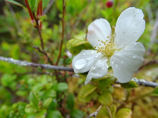 Scarica gratuitamente Flowers Karelia Bloom: foto o immagine gratuita da modificare con l'editor di immagini online GIMP