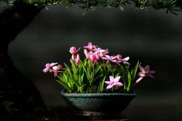 Free download flowers kusamono garden spring free picture to be edited with GIMP free online image editor