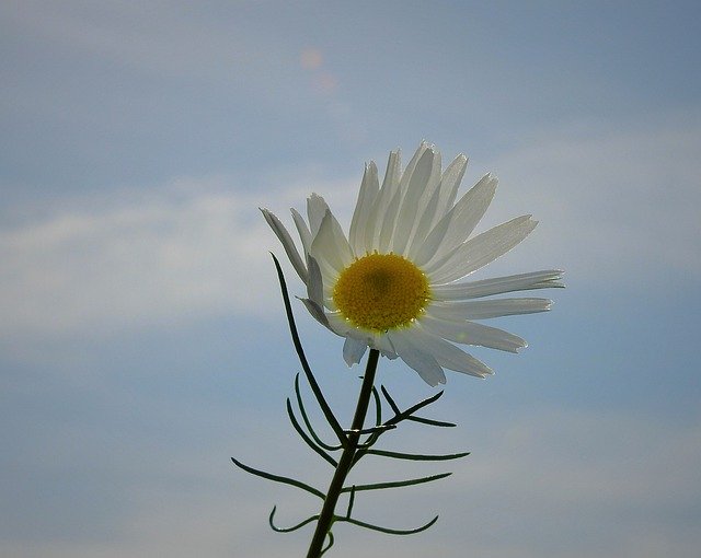 Free download Flower Sky Clouds -  free photo or picture to be edited with GIMP online image editor