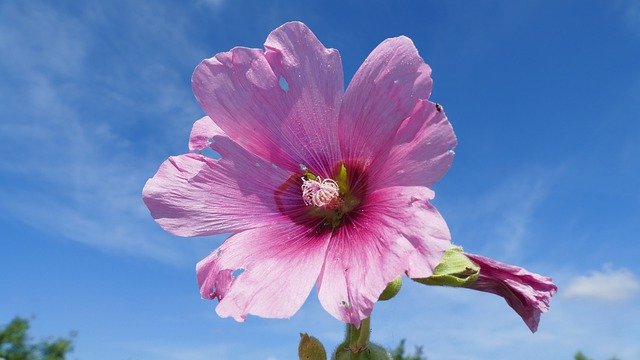 Muat turun percuma Flower Sky Summer - foto atau gambar percuma untuk diedit dengan editor imej dalam talian GIMP