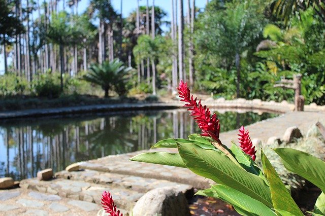 বিনামূল্যে ডাউনলোড করুন Flowers Laguna - বিনামূল্যে ছবি বা ছবি GIMP অনলাইন ইমেজ এডিটর দিয়ে সম্পাদনা করতে হবে