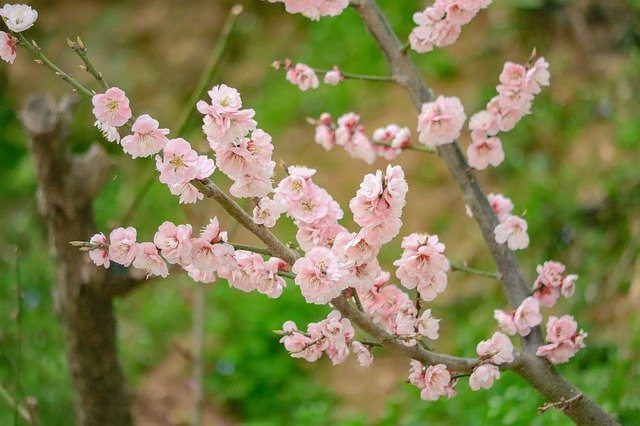 Téléchargement gratuit Fleurs Paysage Nature - photo ou image gratuite à modifier avec l'éditeur d'images en ligne GIMP