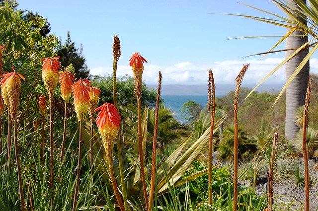 ດາວ​ໂຫຼດ​ຟຣີ Flowers Landscape Park - ຮູບ​ພາບ​ຟຣີ​ຫຼື​ຮູບ​ພາບ​ທີ່​ຈະ​ໄດ້​ຮັບ​ການ​ແກ້​ໄຂ​ກັບ GIMP ອອນ​ໄລ​ນ​໌​ບັນ​ນາ​ທິ​ການ​ຮູບ​ພາບ​