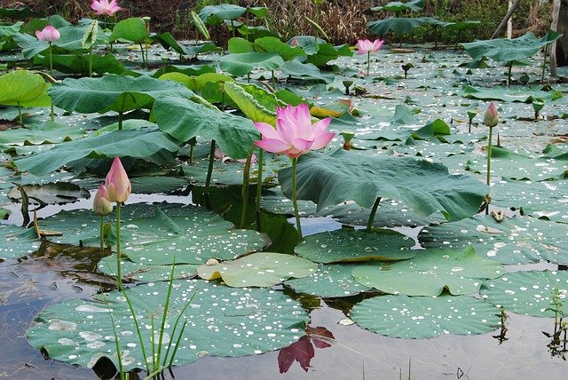 Free picture Flowers Landscapes Lotus -  to be edited by GIMP free image editor by OffiDocs