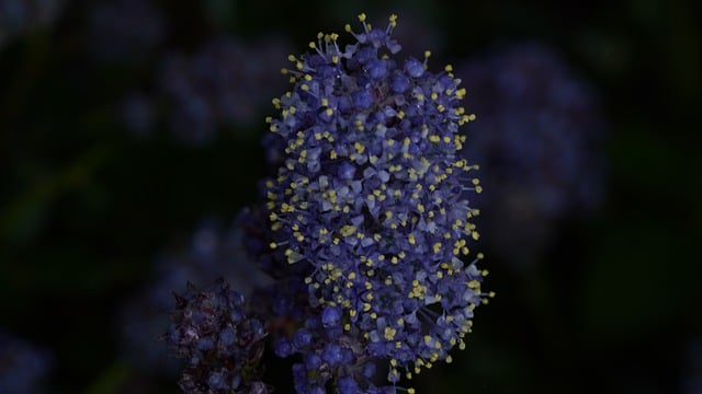 Free download flowers lavender blossom structure free picture to be edited with GIMP free online image editor