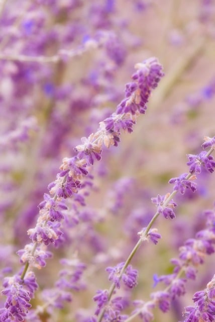 Free download flowers lavender field nature free picture to be edited with GIMP free online image editor