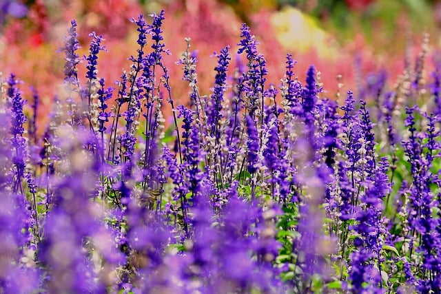 Free download flowers lavender flora purple free picture to be edited with GIMP free online image editor