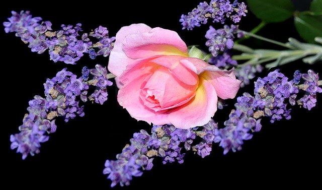 Скачать бесплатно Flowers Lavender Perfume - бесплатное фото или изображение для редактирования с помощью онлайн-редактора изображений GIMP