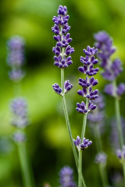 Free download flowers lavender sunlight bokeh free picture to be edited with GIMP free online image editor