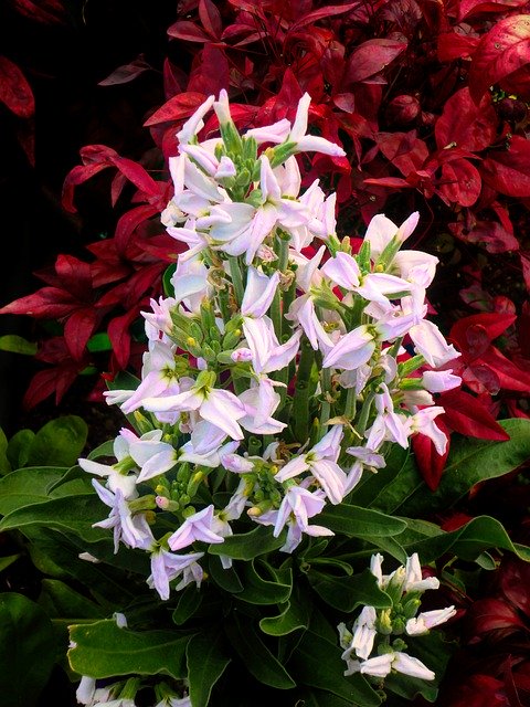 Flowers Leaves Flora സൗജന്യ ഡൗൺലോഡ് - GIMP ഓൺലൈൻ ഇമേജ് എഡിറ്റർ ഉപയോഗിച്ച് എഡിറ്റ് ചെയ്യാവുന്ന സൗജന്യ ഫോട്ടോയോ ചിത്രമോ