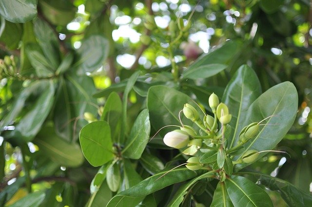 ফ্রি ডাউনলোড ফ্লাওয়ারস লিভস ইউনাইটেড সি হোয়াইট - জিআইএমপি অনলাইন ইমেজ এডিটর দিয়ে বিনামূল্যে ছবি বা ছবি সম্পাদনা করা হবে