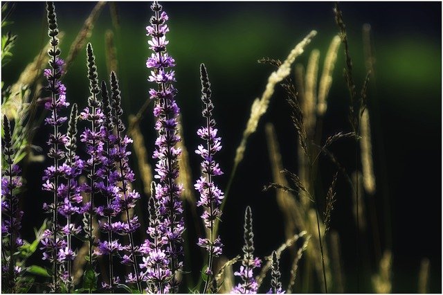 Bezpłatne pobieranie Flowers Light Field - bezpłatne zdjęcie lub obraz do edycji za pomocą internetowego edytora obrazów GIMP