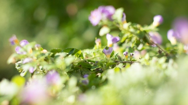Free download Flowers Light Soft -  free photo or picture to be edited with GIMP online image editor