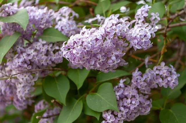 Free download Flowers Lilac Bloom -  free photo or picture to be edited with GIMP online image editor