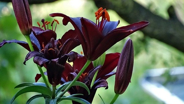 Descarga gratuita Flowers Lilies Lily - foto o imagen gratuita para editar con el editor de imágenes en línea GIMP