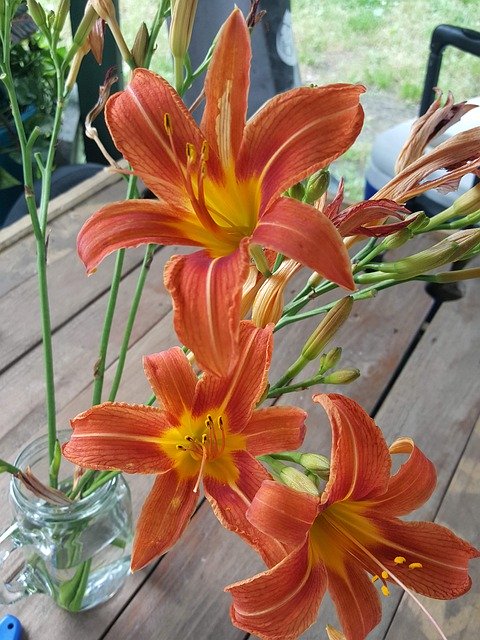 무료 다운로드 꽃 백합 Tiger Lily - 무료 사진 또는 김프 온라인 이미지 편집기로 편집할 수 있는 사진