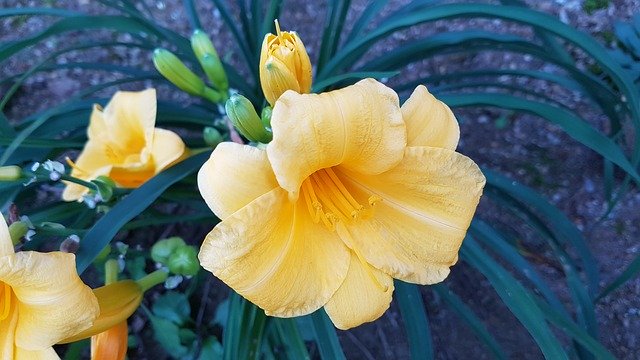 Téléchargement gratuit de Fleurs Lily Nature - photo ou image gratuite à éditer avec l'éditeur d'images en ligne GIMP