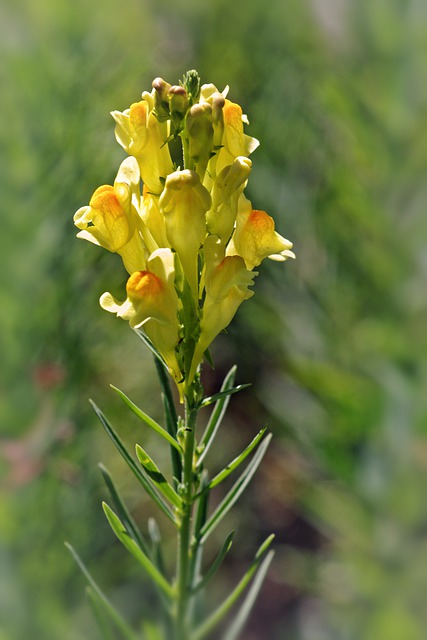 Free download flowers linaria vulgaris linajola free picture to be edited with GIMP free online image editor
