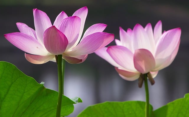 Free download flowers lotus botany bloom blossom free picture to be edited with GIMP free online image editor