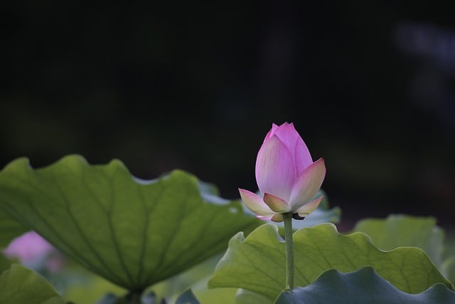 Free download flowers lotus in full bloom summer free picture to be edited with GIMP free online image editor