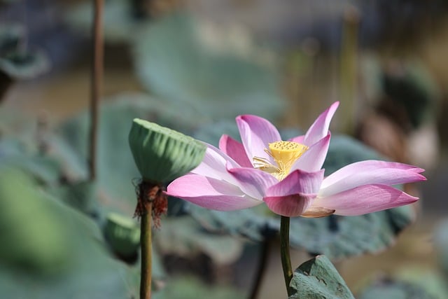 Free download flowers lotus pond flora botany free picture to be edited with GIMP free online image editor