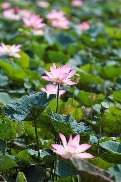 Free download flowers lotus pond petals free picture to be edited with GIMP free online image editor