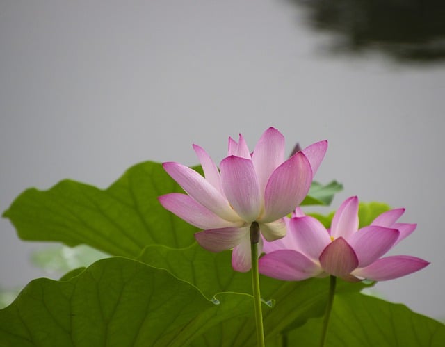 Free download flowers lotus seed pods petals free picture to be edited with GIMP free online image editor