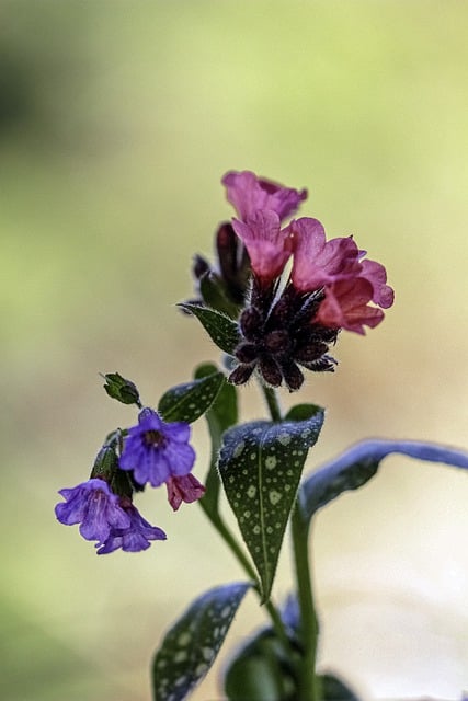 Free download flowers lungwort spring leaves free picture to be edited with GIMP free online image editor