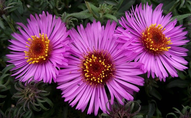 Template Photo Flowers Macro Beauty -  for OffiDocs