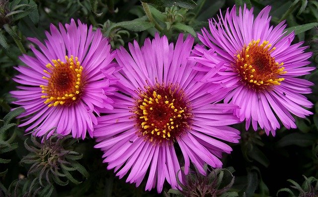 免费下载 Flowers Macro Beauty - 可使用 GIMP 在线图像编辑器编辑的免费照片或图片