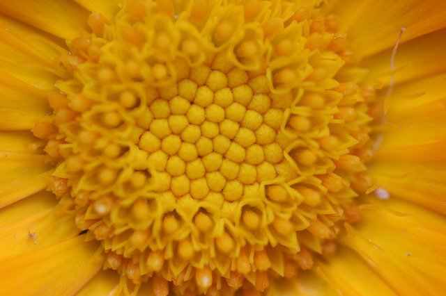 Free picture Flowers Macro Yellow -  to be edited by GIMP free image editor by OffiDocs