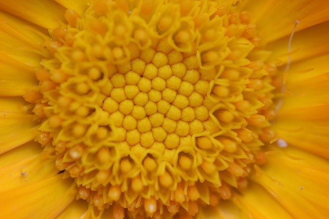 Безкоштовно завантажте Flowers Macro Yellow - безкоштовну фотографію чи зображення для редагування за допомогою онлайн-редактора зображень GIMP