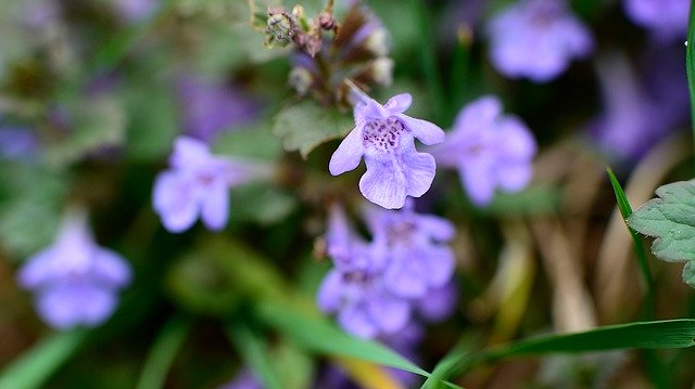 הורדה חינם Flowers Macro Zoom - תמונה או תמונה בחינם לעריכה עם עורך התמונות המקוון GIMP