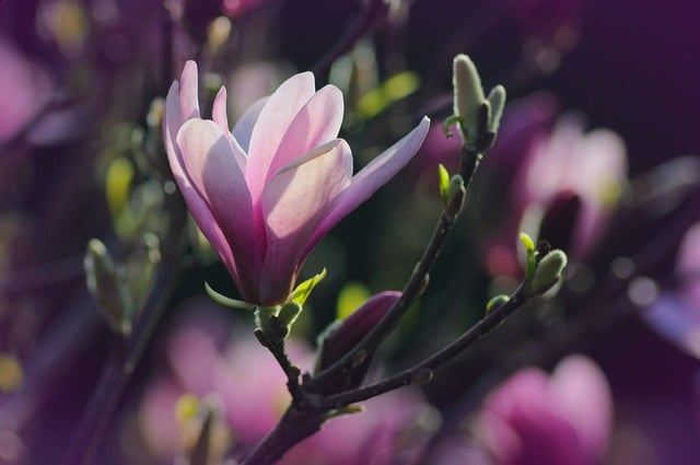 Free download flowers magnolia pink flowers free picture to be edited with GIMP free online image editor