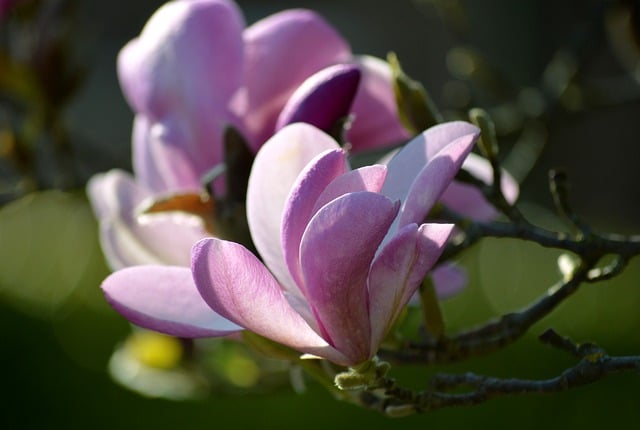 Free download flowers magnolias blossoms plants free picture to be edited with GIMP free online image editor