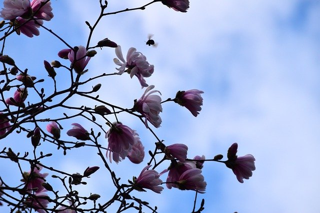 Free download flowers magnolia spring flora free picture to be edited with GIMP free online image editor