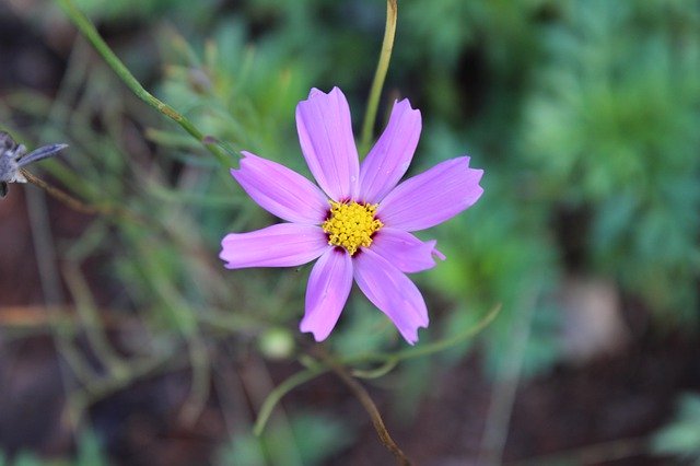 Descarga gratuita Flower Small Purple: foto o imagen gratuita para editar con el editor de imágenes en línea GIMP
