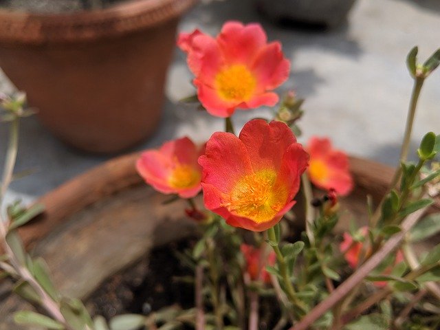 Muat turun percuma Flower Small Red - foto atau gambar percuma untuk diedit dengan editor imej dalam talian GIMP