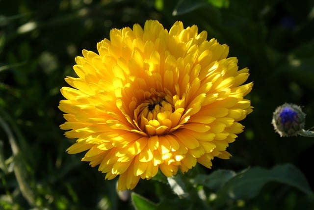 Free download flowers marigold calendula nature free picture to be edited with GIMP free online image editor
