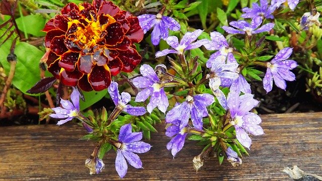 Скачать бесплатно Цветы в саду бархатцев - бесплатную фотографию или картинку для редактирования с помощью онлайн-редактора изображений GIMP