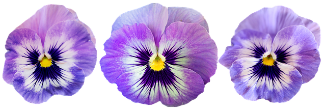Free download Flowers Mauve Pansies -  free illustration to be edited with GIMP free online image editor
