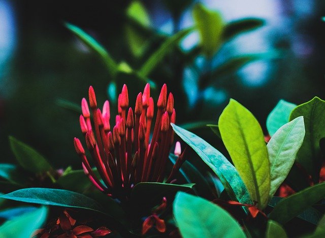 Muat turun percuma Flowers May Leaves - foto atau gambar percuma untuk diedit dengan editor imej dalam talian GIMP