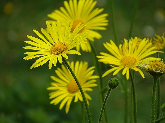 Download gratuito di Flowers May Nature: foto o immagini gratuite da modificare con l'editor di immagini online GIMP