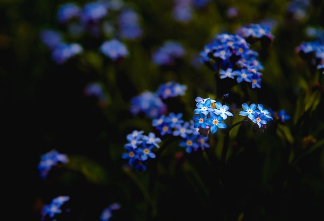 Free download flowers meadow blue forget me nots free picture to be edited with GIMP free online image editor