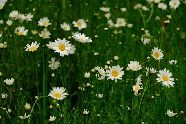 Free download flowers meadow chamomille daisies free picture to be edited with GIMP free online image editor