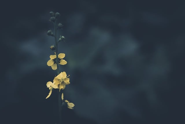 Free download flowers meadow flowers gloomy free picture to be edited with GIMP free online image editor