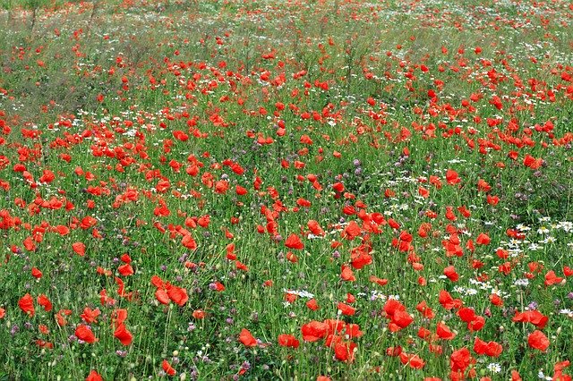 ດາວໂຫຼດຟຣີ Flowers Meadow Nature ຮູບພາບແບບບໍ່ເສຍຄ່າເພື່ອແກ້ໄຂດ້ວຍຕົວແກ້ໄຂຮູບພາບອອນໄລນ໌ GIMP