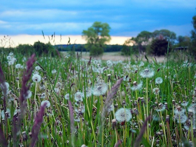 Free download Flowers Meadow Summer Flower -  free photo or picture to be edited with GIMP online image editor