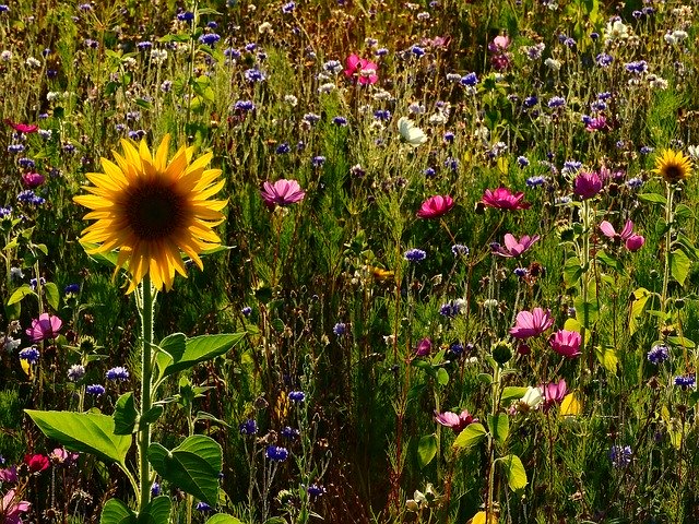 Free download Flowers Meadow Sunflower Flower -  free photo or picture to be edited with GIMP online image editor
