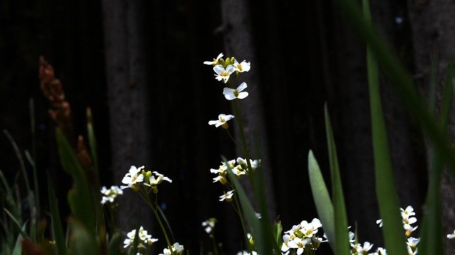 Free download Flowers Meadow White -  free photo or picture to be edited with GIMP online image editor